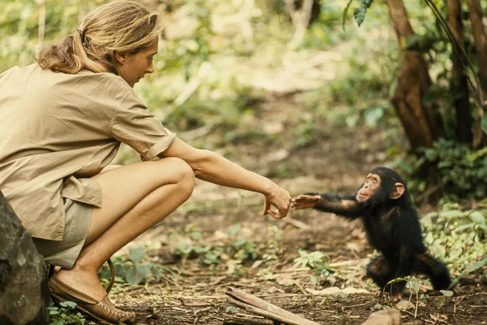 Jane Goodall.