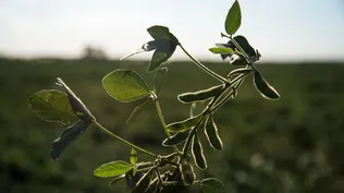 Producción de soja.