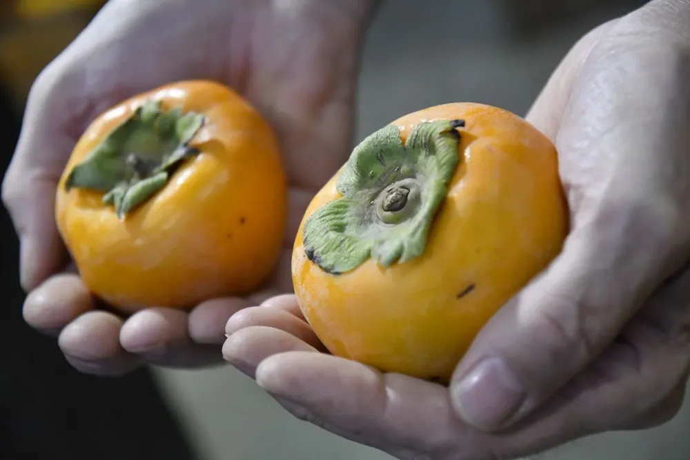 Brasil habilitó a Uruguay como abastecedor de caquí.