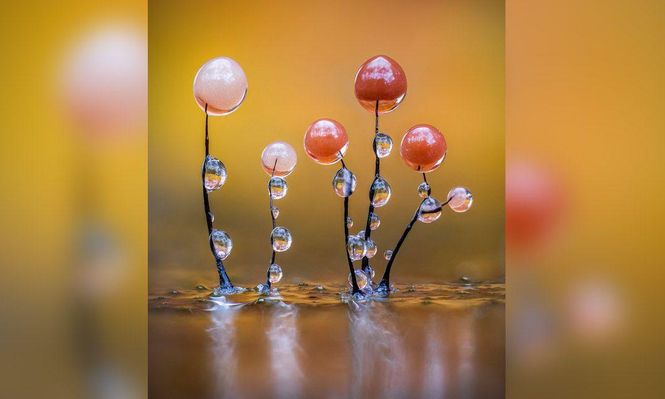 La imagent de Barry Webb "Relucientes mohos deslizantes" fue galardonada por el público en la categoría Macro de los Nuevos Premios de Fotografía Científica 2025.