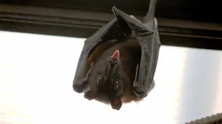 El murciélago transmite la rabia a otros animales y a humanos.