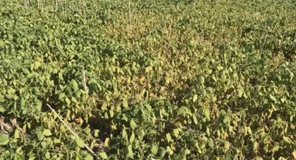 Gremiales rurales prevén piso de pérdidas por US$ 1.000 millones por sequía