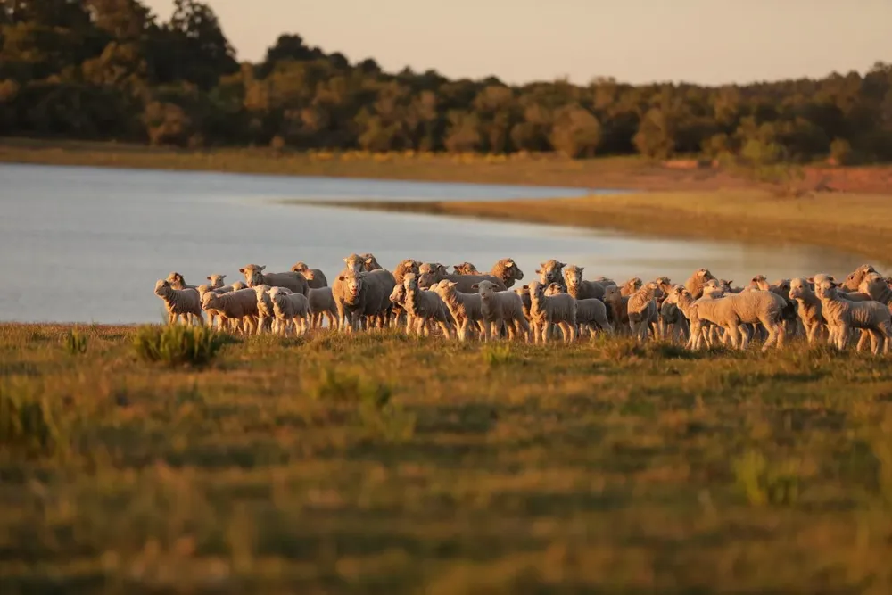 El proyecto piloto de ganadería regenerativa por el que se le venderán lanas a Gucci durará cuatro años.