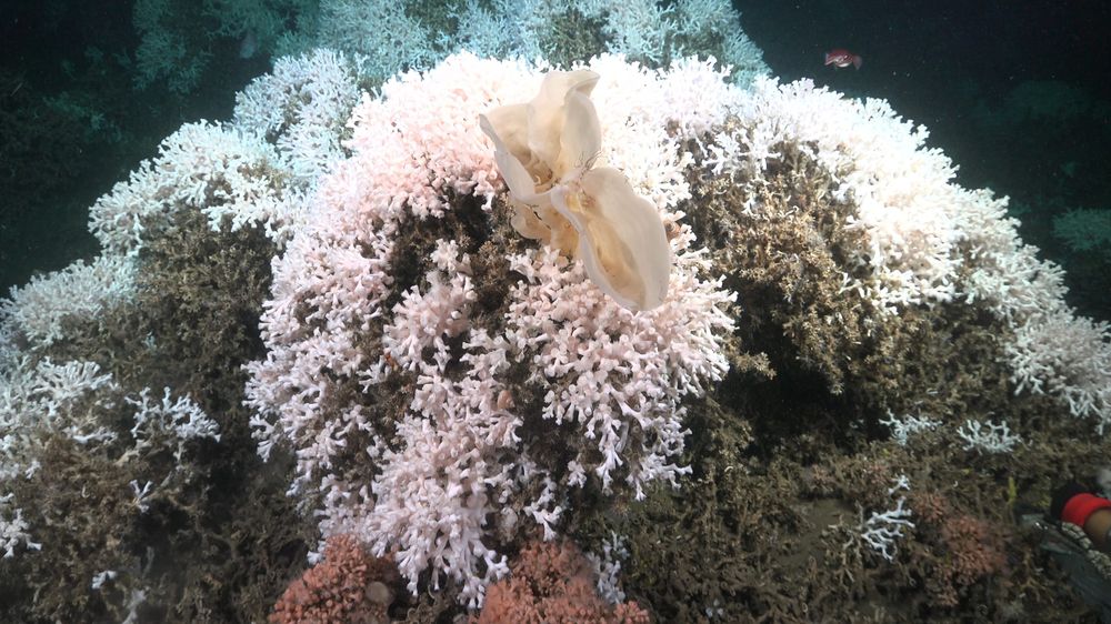Una esponja (&nbsp;Haliclona sp.&nbsp;) sobre un gran montículo de&nbsp;Desmophyllum pertusum&nbsp;, una especie de coral pétreo de crecimiento lento de aguas frías, recientemente declarada vulnerable a la extinción, documentada a 269 metros de profundidad. Esta inmersión se realizó cerca de la cabecera del cañón submarino de Cabo Polonio.