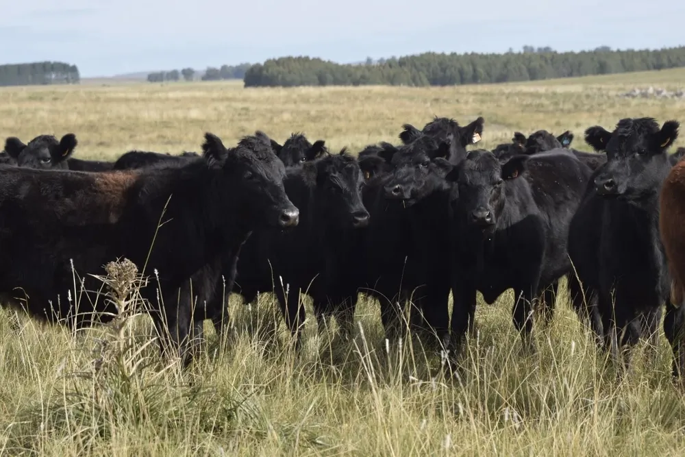 La Jornada de Selección se hará el viernes 12 de agosto.