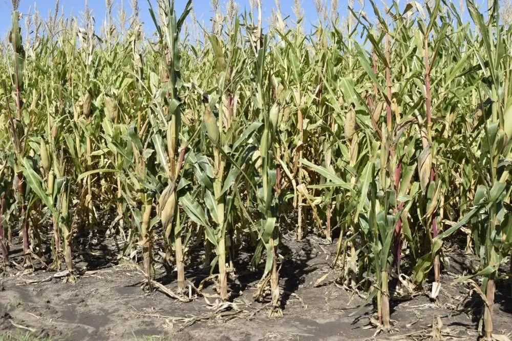 Cultivo de maíz en una chacra próxima a Mercedes (la foto se tomó hace 15 días).