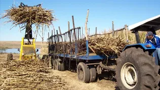 Agricultura: producción de caña de azúcar, en chacras de Bella Unión.
