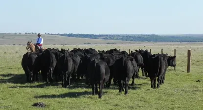 El Observador | 0014500051.webp