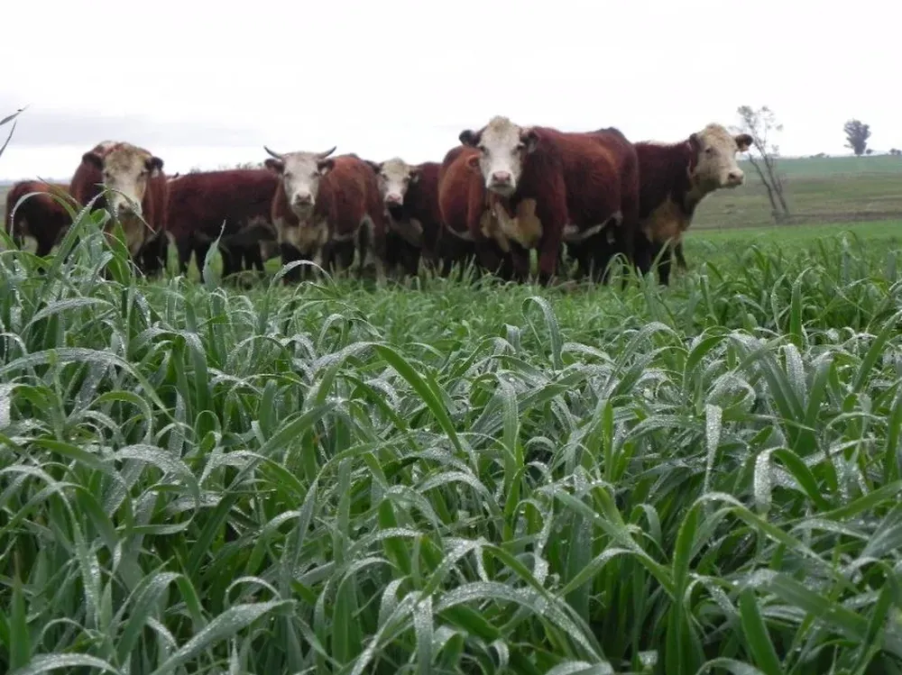 Exportación de ganado en pie fue determinante para la suba de relación flaco/gordo