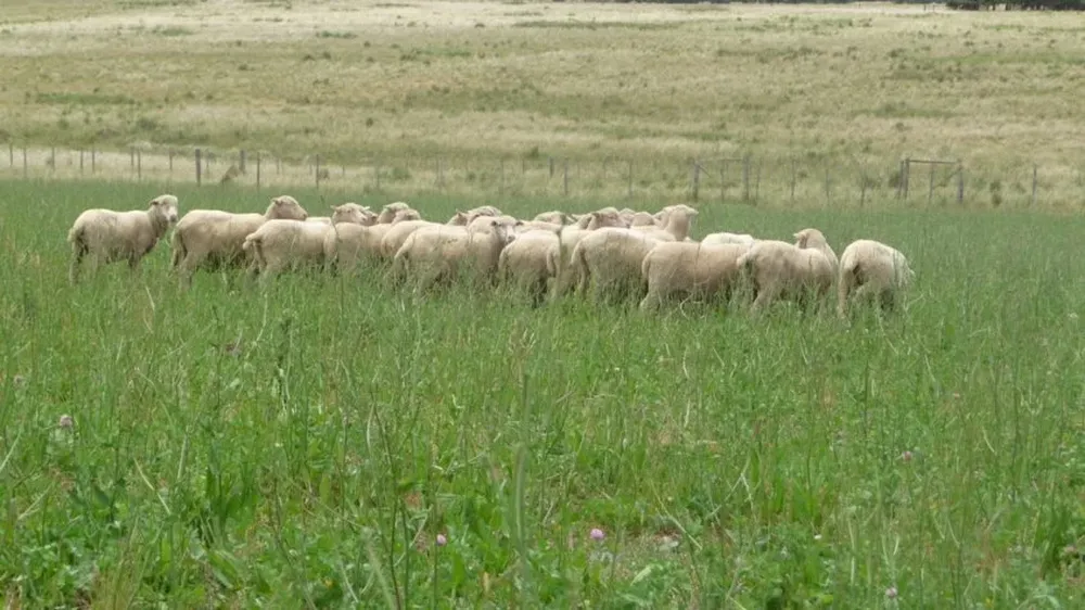 Falta solo una decisión política para ingresar con carne de cordero con hueso al mercado de EEUU