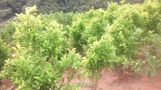 Cultivos de coca en Colombia