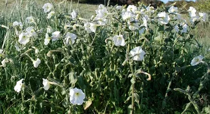 Investigación BBC: el lado oscuro de los perfumes de algunas de las grandes marcas de lujo