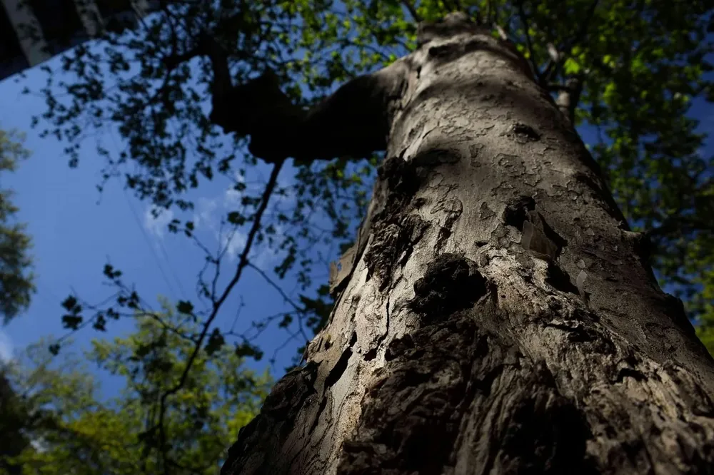 Los árboles pueden ayudar a proteger la salud humana.