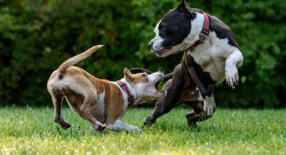 inba advierte sobre casos de mordeduras de perros y recuerda la responsabilidad de sus cuidadores