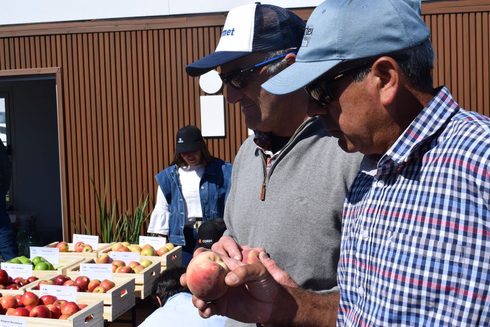 Degustaci&oacute;n de manzanas, en el stand del INIA.