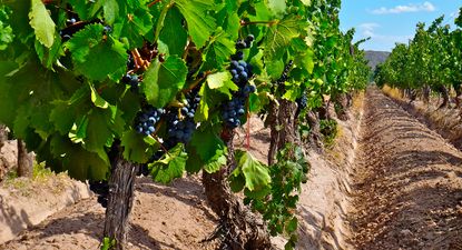 Malbec de más de 100 años en la región de Lunlunta, Maipú, Mendoza. Fotos: gentileza investigador.