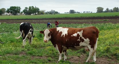 Colonización: los beneficiados son integrantes de familias que tienen sistemas productivos en diversos segmentos del agro.