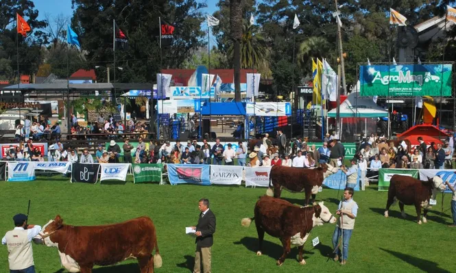 Cabaña Paso de Lugo se llevó la Gran Campeona Polled Hereford
