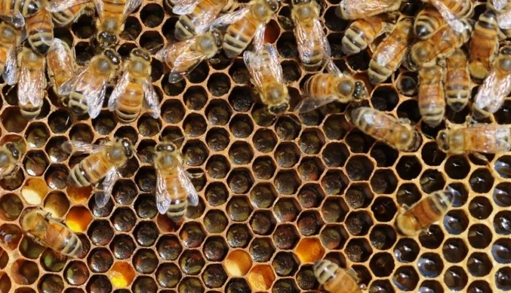 Las abejas han soportado diversas dificultades para trabajar