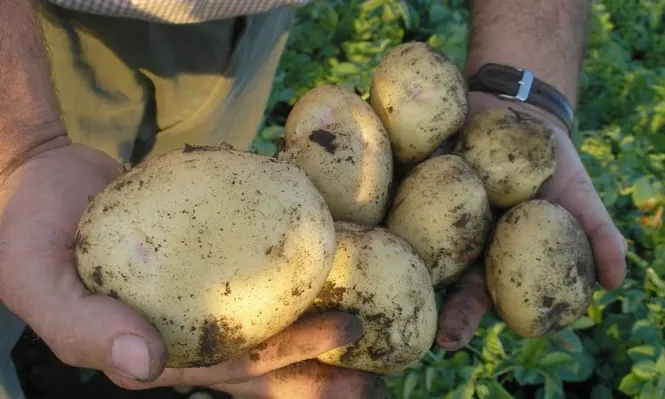 Esta semana la papa se vendió a $ 20 el kilo (precio mayorista)