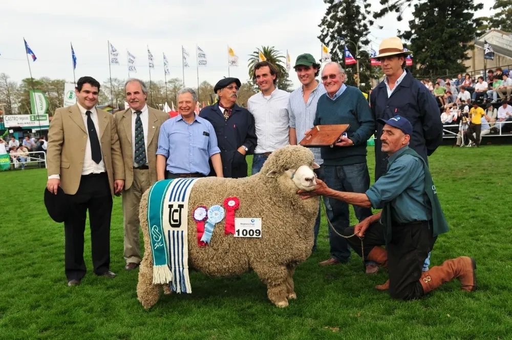 Refugio logró el Gran Campeón Corriedale PO en la Expo Prado 2013