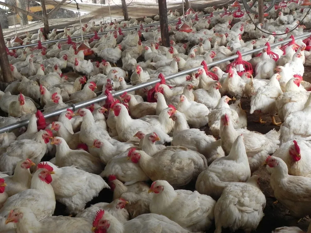 Producción de pollos (archivo)