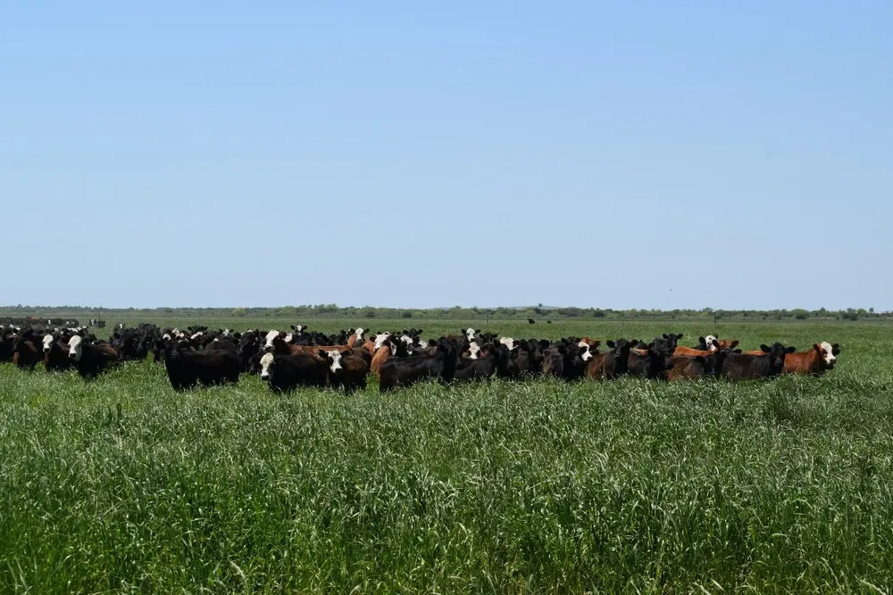 En los productos agropecuarios, al menos un 70% de la huella de carbono es generada por los procesos que se desarrollan dentro de los establecimientos.