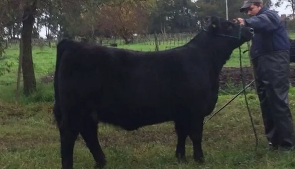 Ternera Angus que expondrán en Palermo, Cabaña Macedo (Uruguay) y Tres Marías de Gutierrez (Argentina)