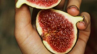 Fruta: higo, producto destacado al inicio de marzo.