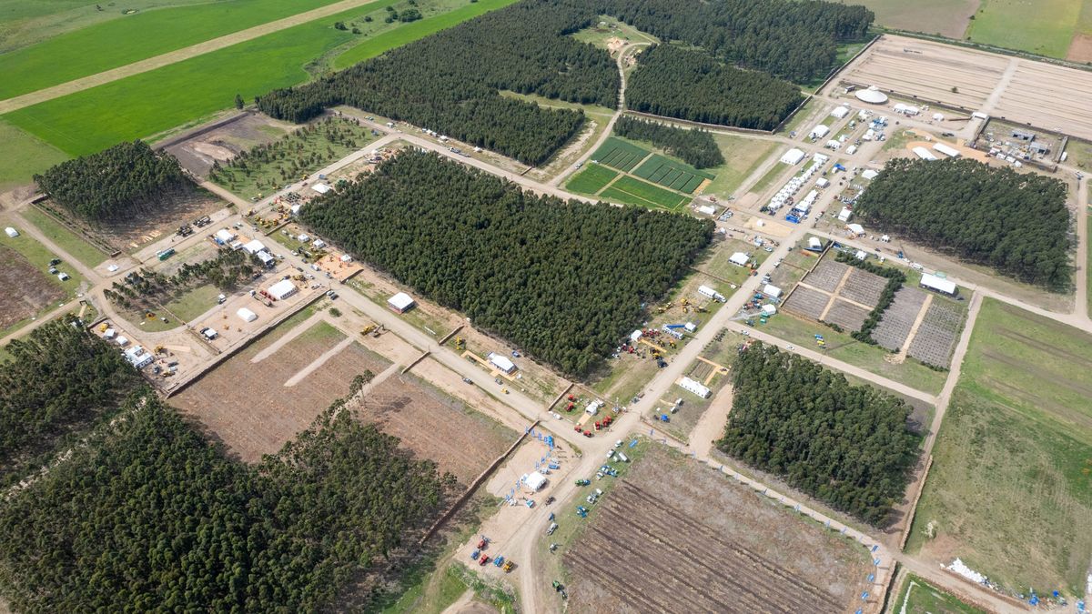 Lo que el sector forestal aporta y a cuánto puede crecer su impacto acelerando las plantaciones