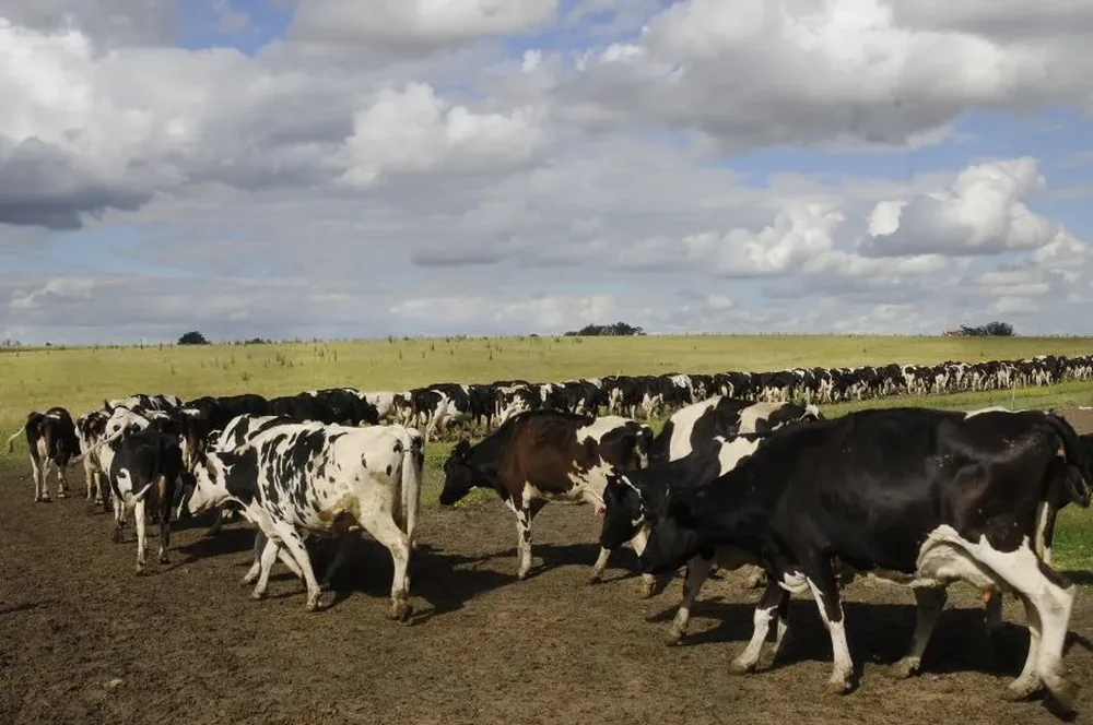 Tamberos: expectantes al clima y de los mercados.