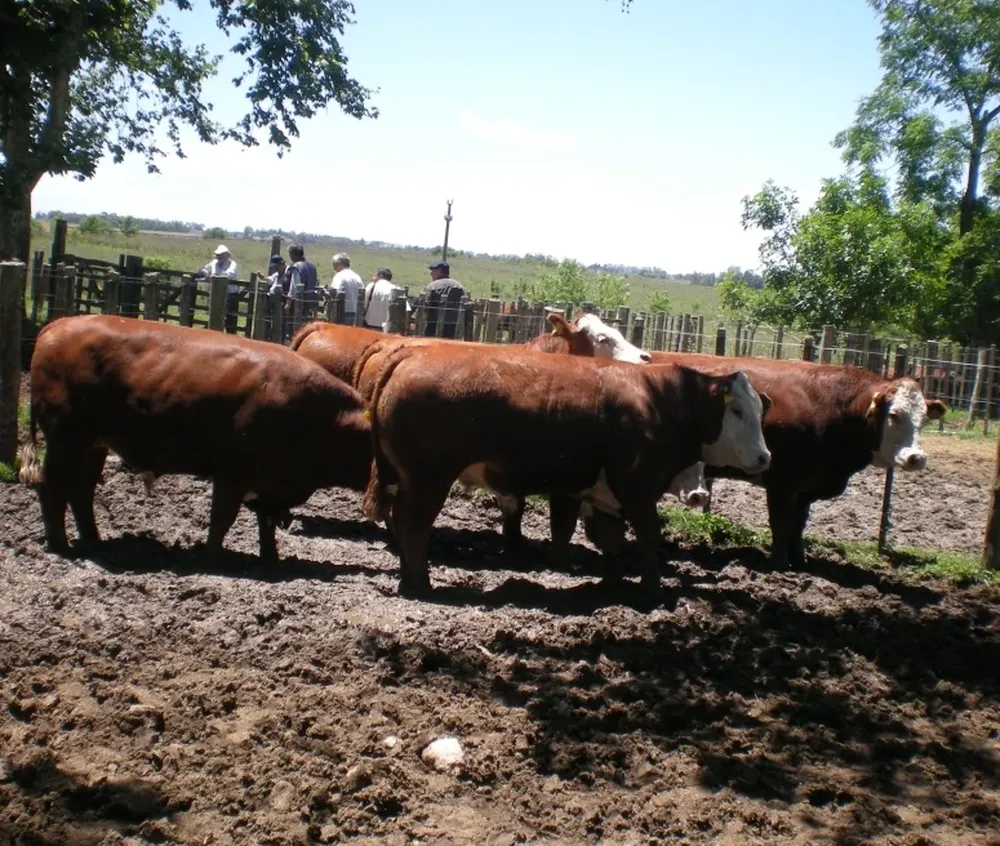 El Lote Campeón Cruza (Hereford-Limousin) de Raúl Ibarburu
