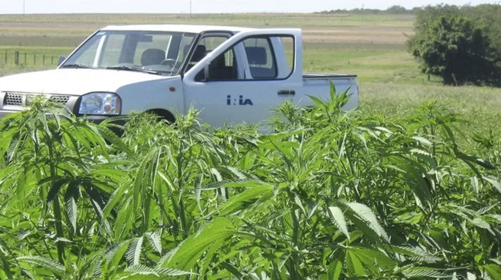 El Instituto Nacional de Investigación Agropecuaria (INIA) experimentó con plantaciones de cáñamo industrial en la Estación Experimental La Estanzuela, en Colonia