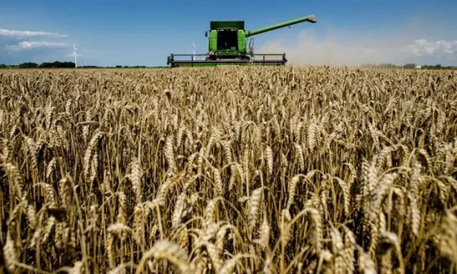 Holanda. Una cosechadora surca los campos de Swiftebrant tempranamente debido a fuertes lluvias