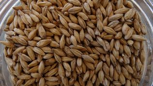 INIA: estimular la investigación en producción vegetal, una de las prioridades.