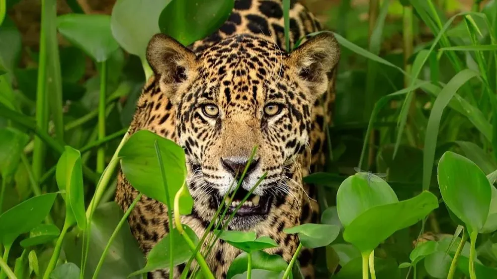 El tráfico de partes de jaguar no es solo un problema de conservación, sino de crimen organizado, afirmó Andrea Crosta
