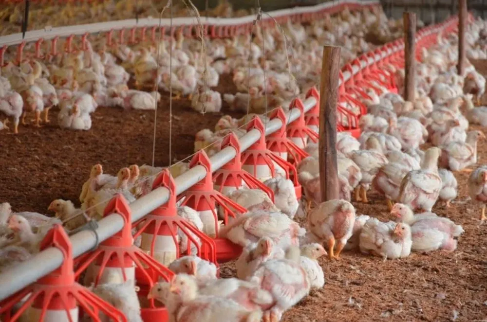 Eliminaron 73.500 aves para prevenir la diseminación de la enfermedad en EEUU.