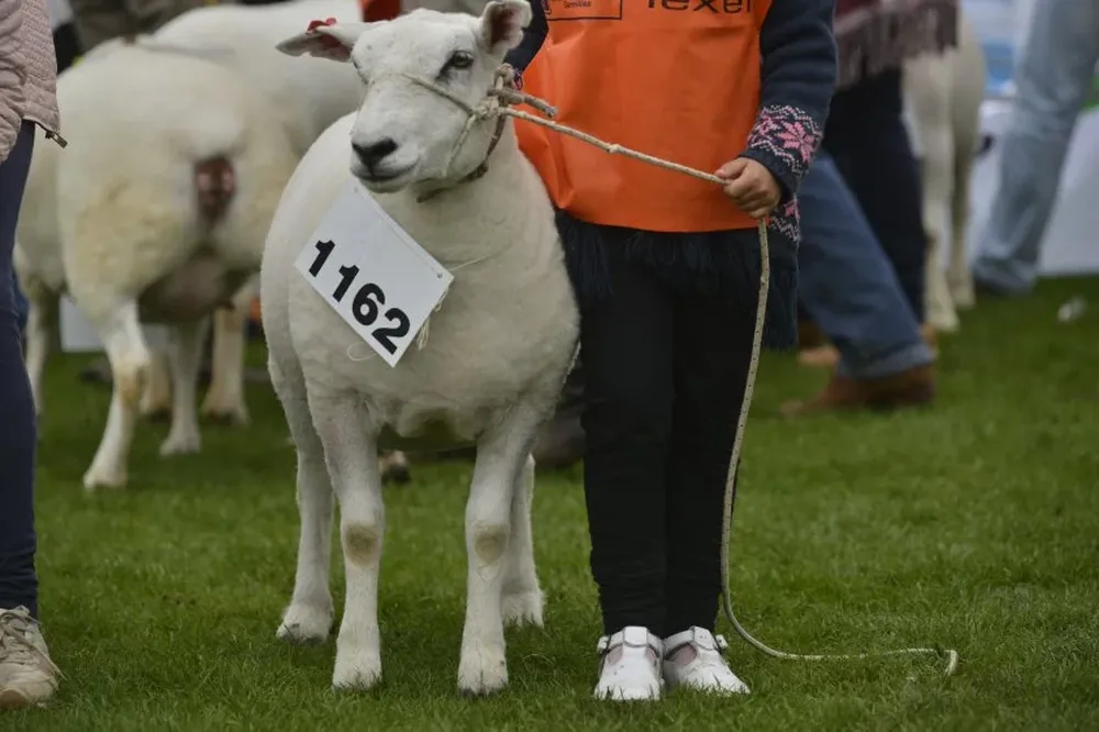 Se vendió 70% de la oferta de la raza