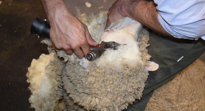 Esquila, una nueva zafra local en marcha.