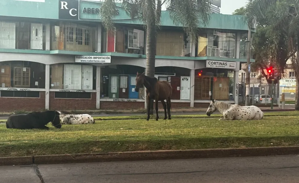 Caballos sueltos en avenida Italia