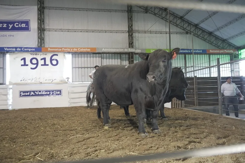 Habrá Angus negros y colorados.