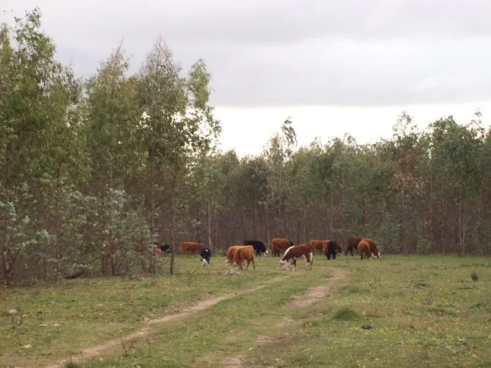 La forestación mitiga las emisiones de metano del ganado vacuno