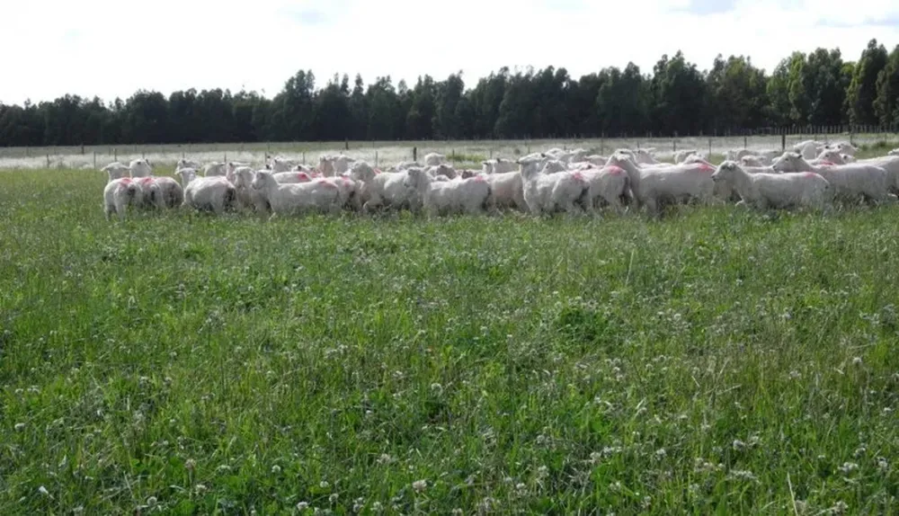 Esperan vender la carne ovina con hueso en el Nafta