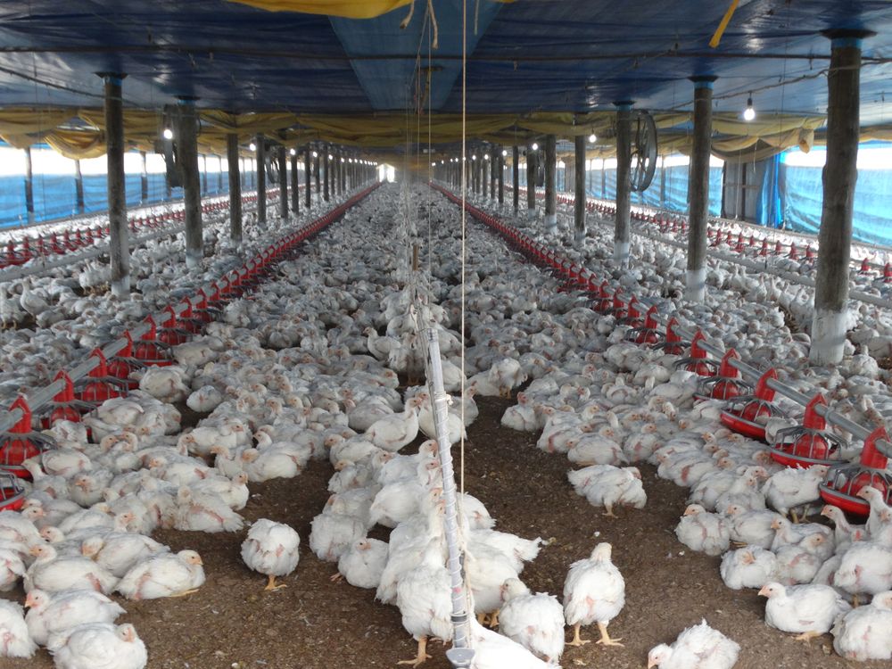 Sector avícola: granja de engorde de pollos parrilleros.