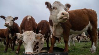 En Uruguay hay 11,3 millones de vacas y 3,4 millones de personas, lo que lo convierte en el país con más ganado per cápita del mundo.
