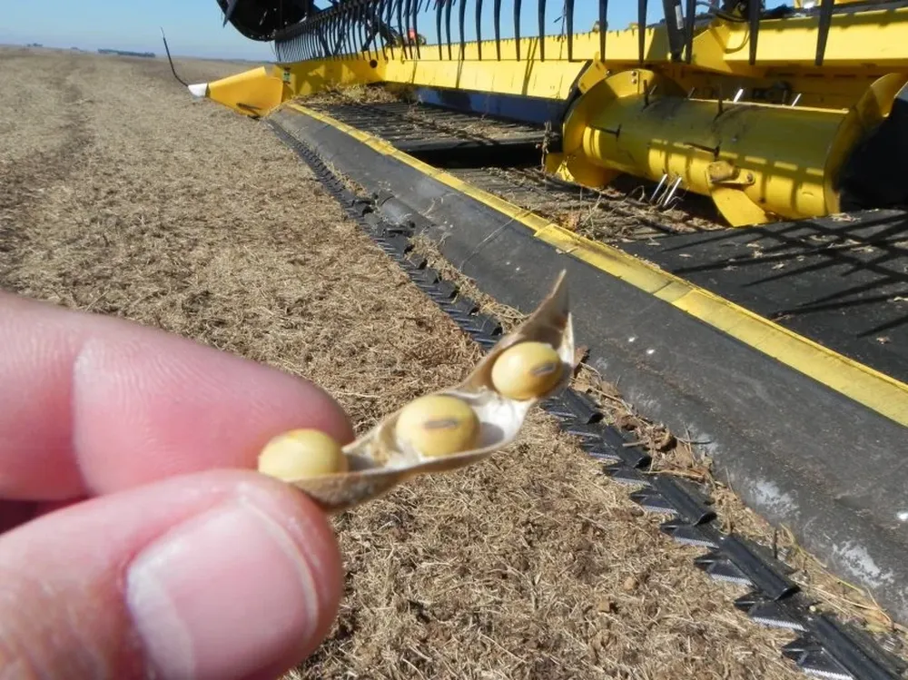 Uno de los factores positivos es que no hubo que invertir en el secado del grano.