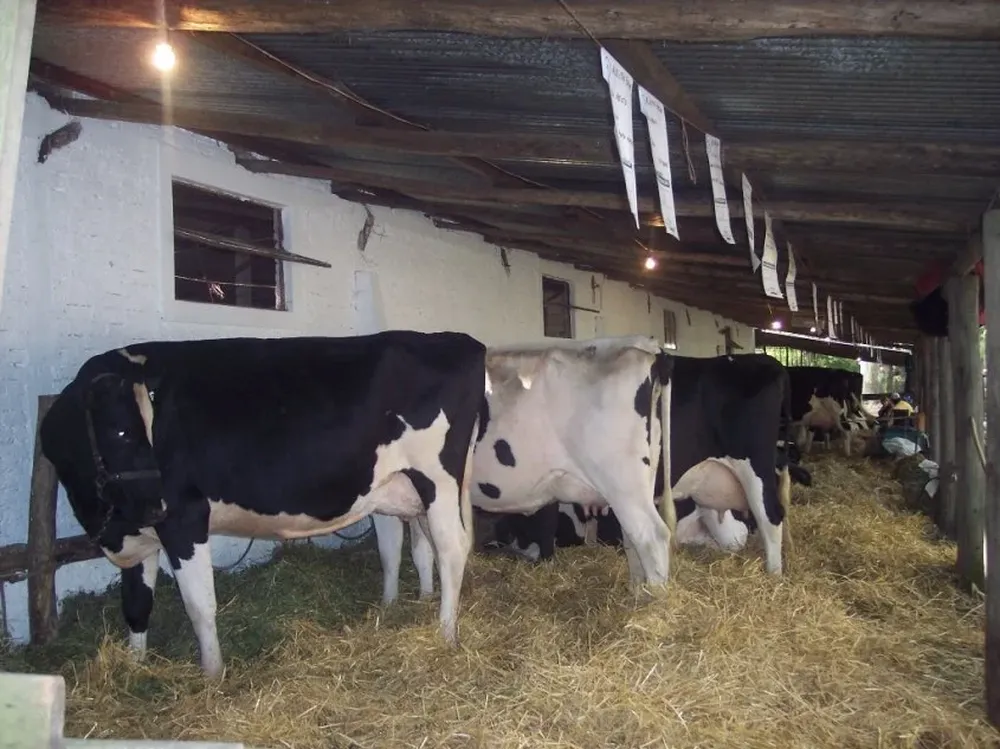 Algunas plantas lecheras son afectadas por menores remisiones de los tambos