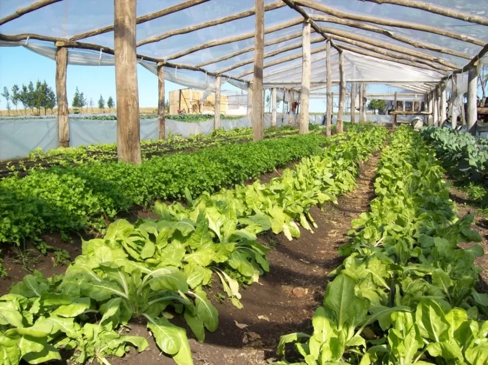 Horticultores apuestan a crecer con tres herramientas claves: seguros, riego y planes de negocio