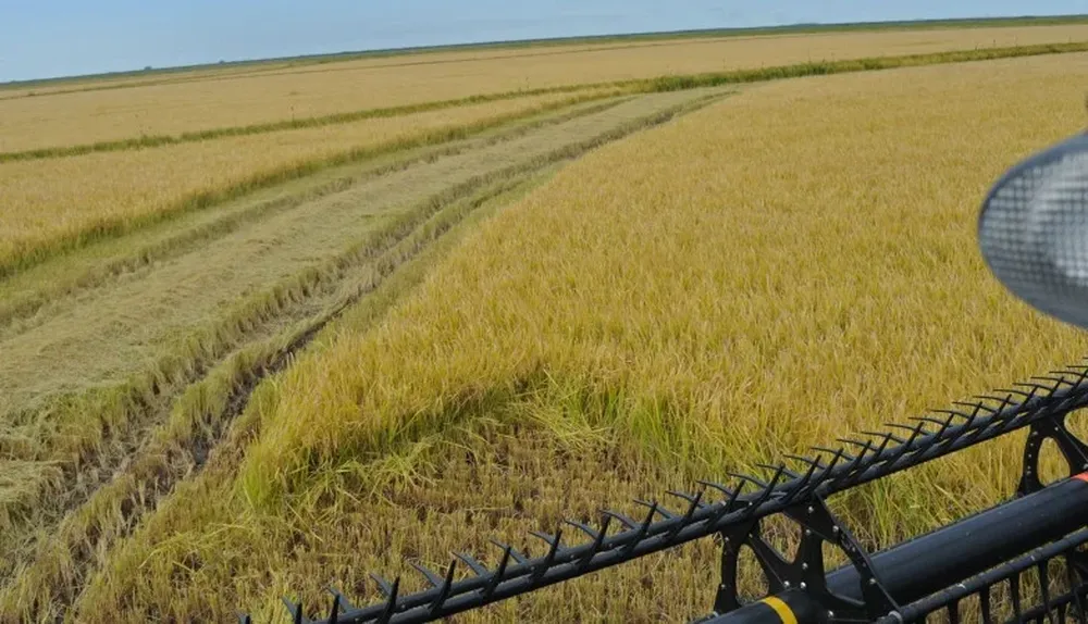 Tercer año de caída para el área arrocera