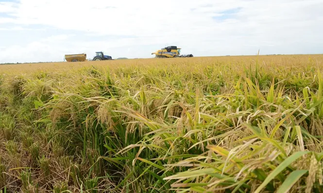 Cosecha de arroz.